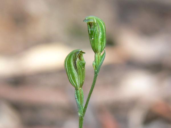 Speculantha parviflora - Tiny Greenhood.jpg